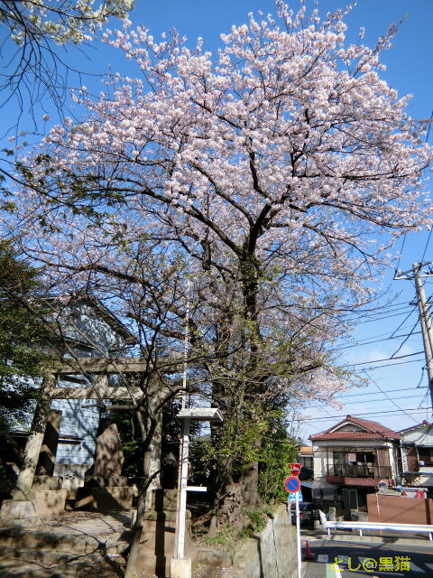 神社と桜