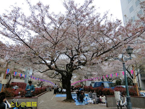 文京区 文京さくらまつり と 銅像