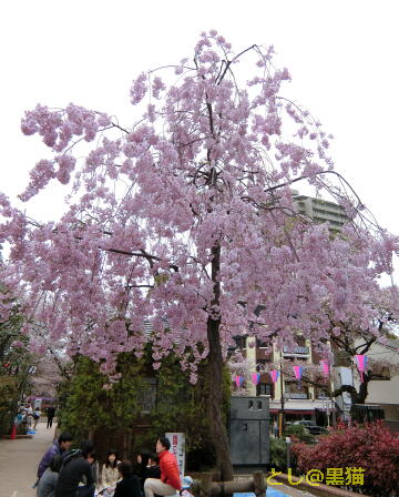 文京区 文京さくらまつり と 銅像