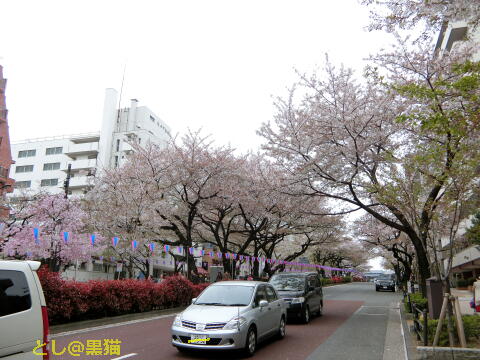 文京区 文京さくらまつり と 銅像