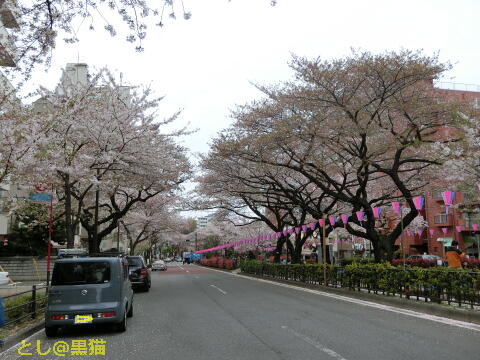 文京区 文京さくらまつり と 銅像