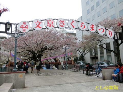 文京区 文京さくらまつり 