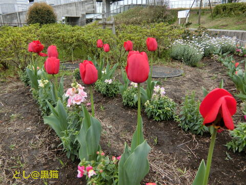 チューリップの花