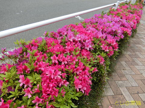 歩道のツツジが満開