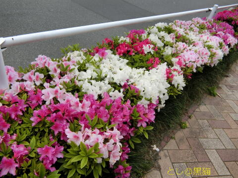 歩道のツツジが満開