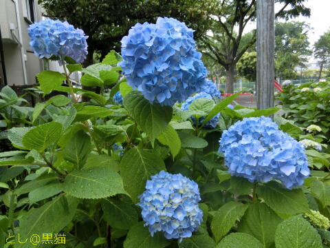 雨に濡れる紫陽花