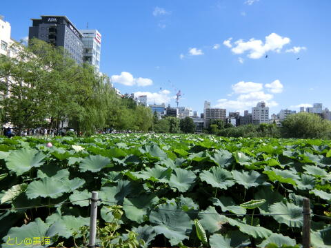 上野恩賜公園 で ポケモン GO