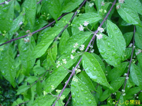 雨