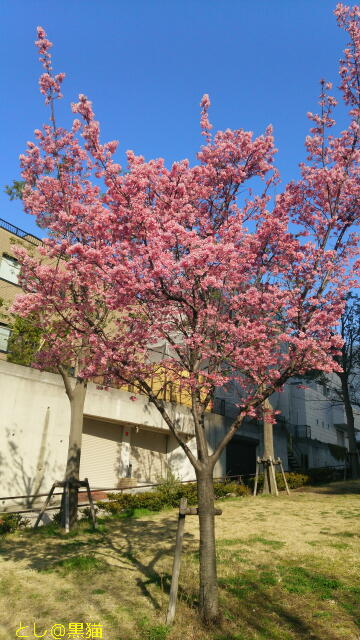 早咲き桜が満開で見ごろ