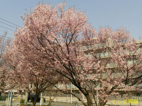 桜が八分咲き