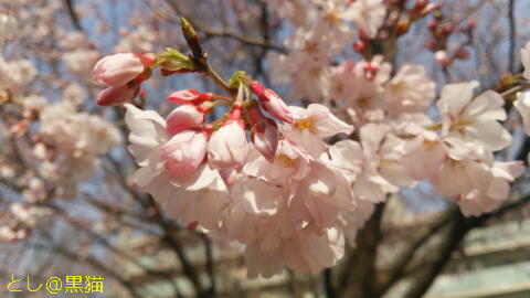 桜が八分咲き