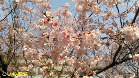 桜が八分咲き