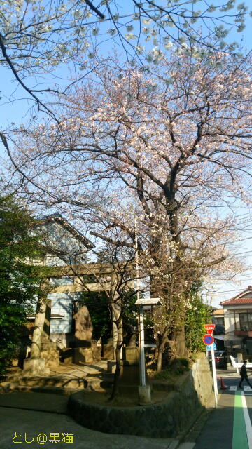 近所の神社のソメイヨシノ