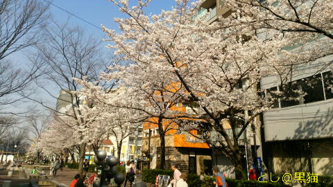 大森駅北口の公園のソメイヨシノ