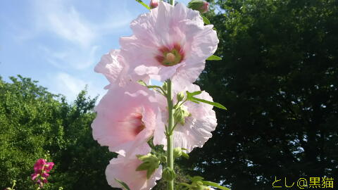 サボテンの植え替え 《2回目》 と 公園の花