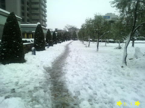 雪で 道路が 一本道に