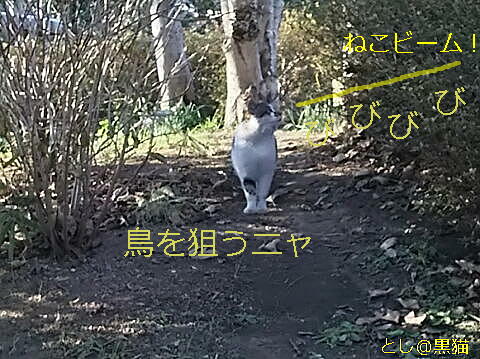 ねこ歩き