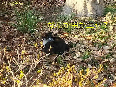 ねこ歩き