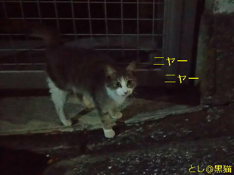 ねこ