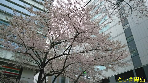 ぴなふぉあ 3号店 さあやちゃん卒業の日