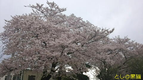 近所の公園 桜 ソメイヨシノ