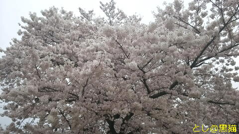 近所の公園 桜 ソメイヨシノ