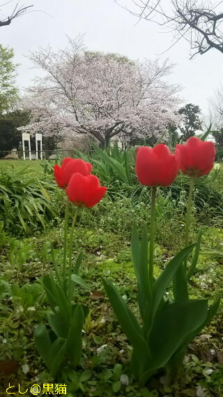 近所の公園 桜 ソメイヨシノ