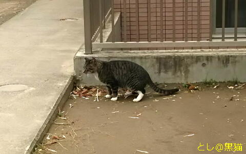 近所の神社 桜 ねこ