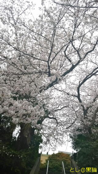 近所の神社 桜 ソメイヨシノ