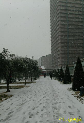 横浜は、朝のうち、雪！