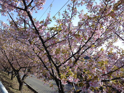 三崎口駅は、桜が咲きはじめてました