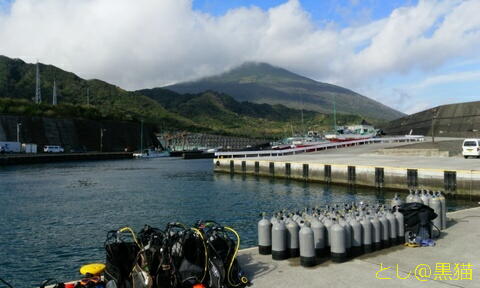 八丈島 ユウゼンSP 5 Dive ツアー 水中写真