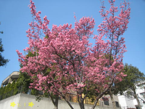 『さくら公園』の桜