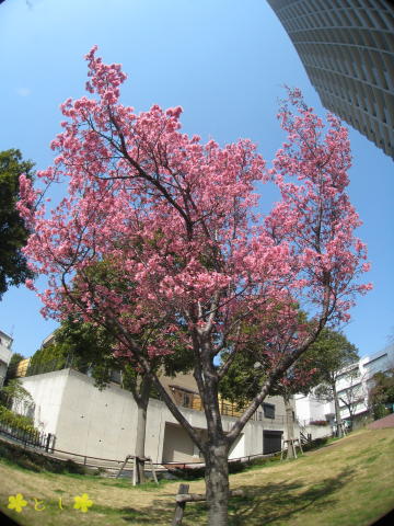 『さくら公園』の桜