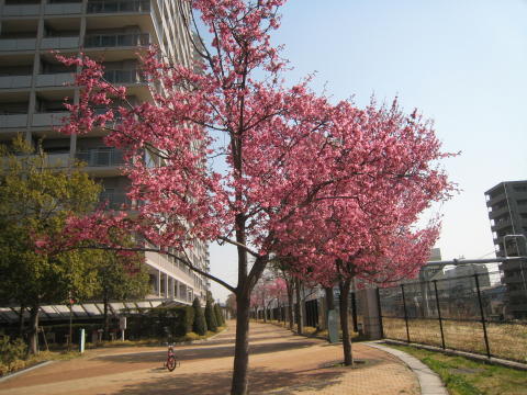 『チェリーロード』の桜