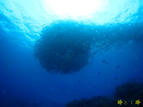 粟国島 ギンガメアジのトルネード