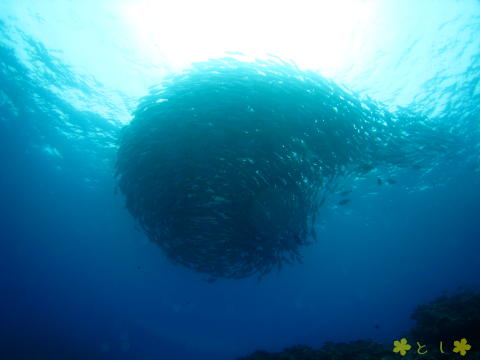 粟国島 ギンガメアジのトルネード