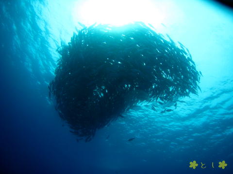 粟国島 ギンガメアジのトルネード