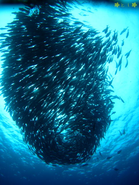 粟国島 ギンガメアジのトルネード