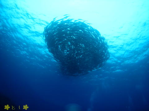 粟国島 ギンガメアジのトルネード