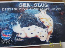 PADI SEA SLUG SP　Cカード