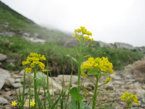 高山植物