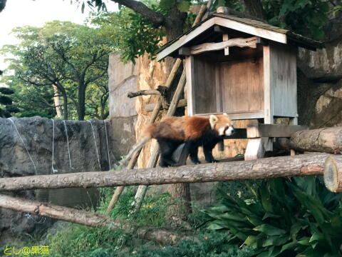 野毛山動物園で ヒトカゲ集めにGO