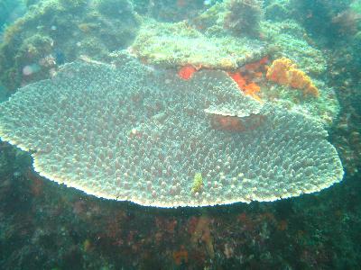 大久保浜のテーブルサンゴ