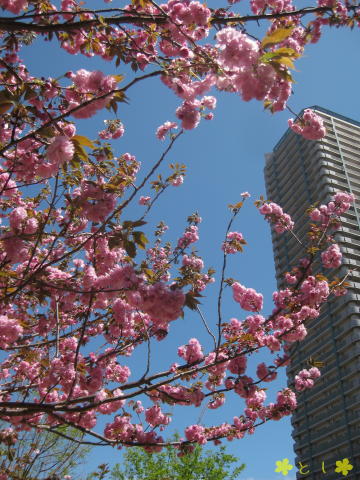 さくら公園のラストは ヤエザクラ（八重桜）