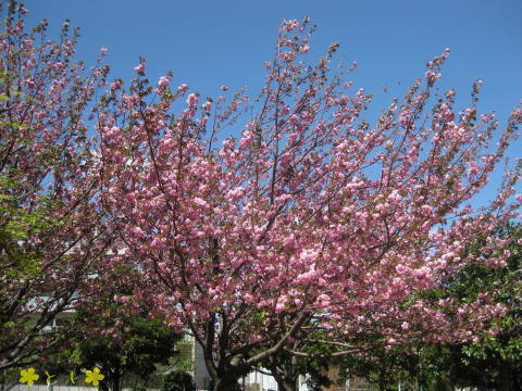 さくら公園のラストは ヤエザクラ（八重桜）