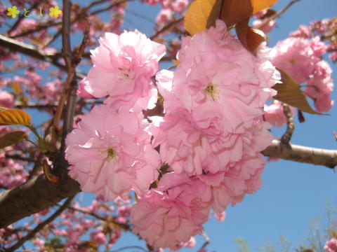 さくら公園のラストは ヤエザクラ（八重桜）