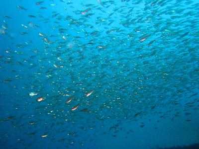 水路を抜けると、魚の大群