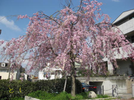 しだれ桜、満開