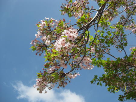 風雨に耐えて散らずに残った桜